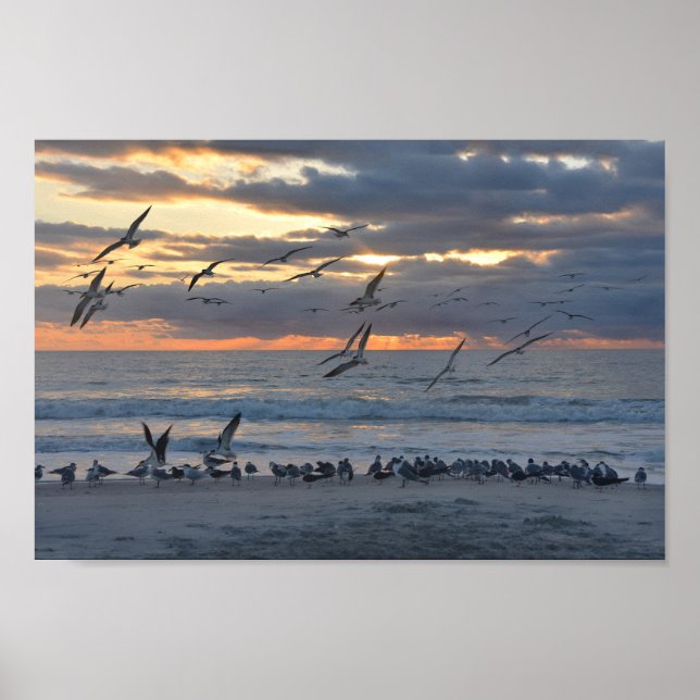 Black Skimmers Landing on the Beach at Sunrise Poster (Front)