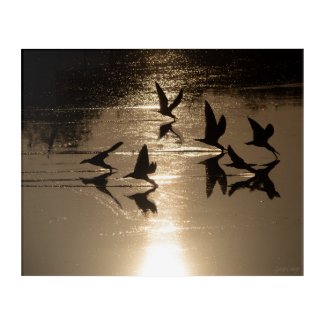 Black Skimmers 0n a Golden Lake, Part 1 Acrylic Print