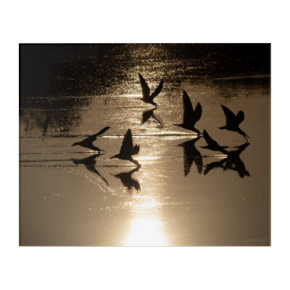 Black Skimmers On a Golden Lake, Part 1 Acrylic Print