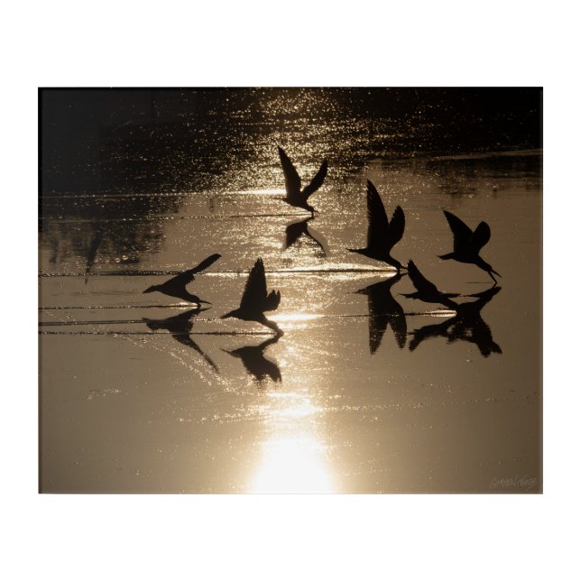 Black Skimmers On a Golden Lake, Part 1 Acrylic Print (Front)