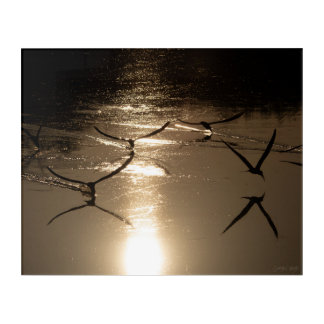 Black Skimmers on a Golden Lake, Part 2 Acrylic Print