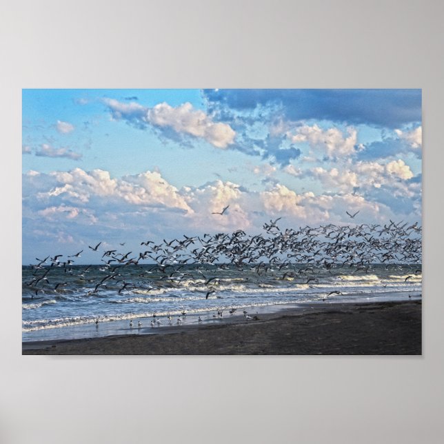 Black Skimmers Take Off on Cape Canaveral Beach Poster (Front)