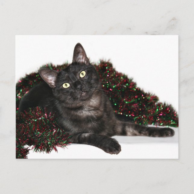 Black smoke cat Christmas Holiday Postcard (Front)