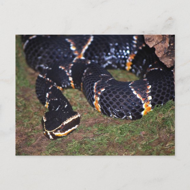 black snake postcard (Front)