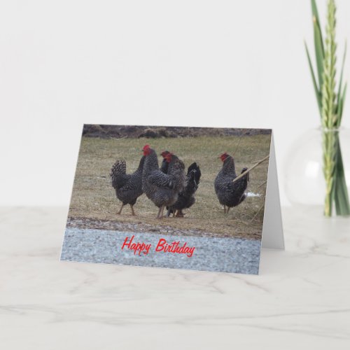 Black Speckled Chickens Birthday Card