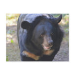 Black Spectacled Bear Postcard