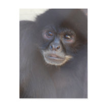 Black Spider Monkey  Postcard