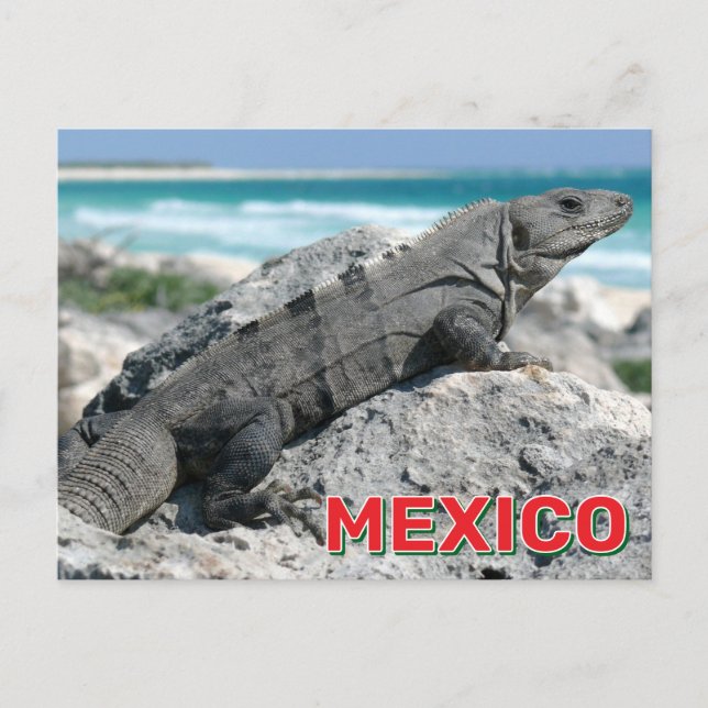 Black Spiny Tailed Iguana In Mexico Postcard (Front)