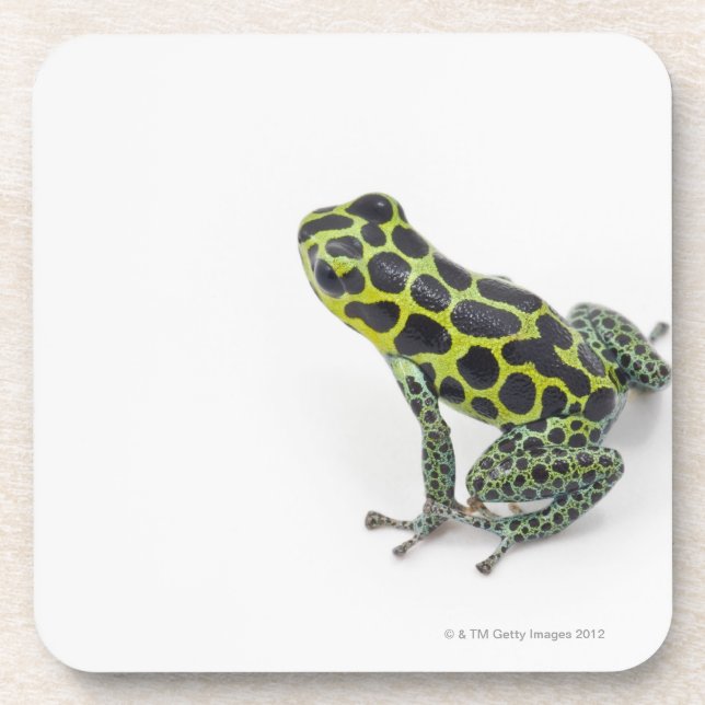 Black Spotted Green Poison Dart Frog Beverage Coaster (Front)