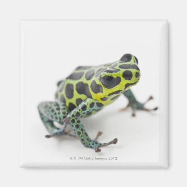 Black Spotted Green Poison Dart Frog Magnet (Front)
