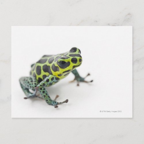 Black Spotted Green Poison Dart Frog Postcard