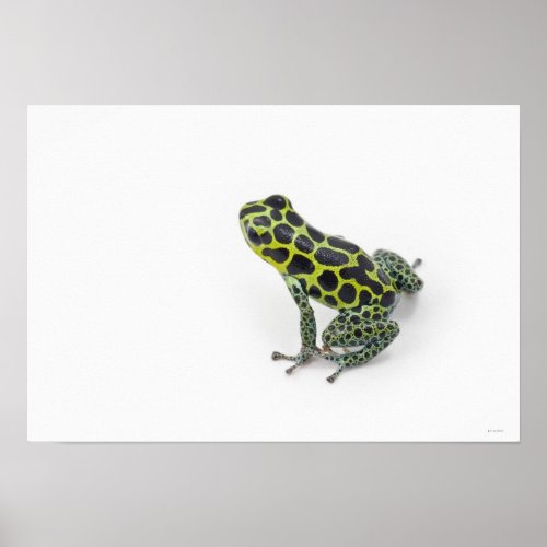 Black Spotted Green Poison Dart Frog Poster