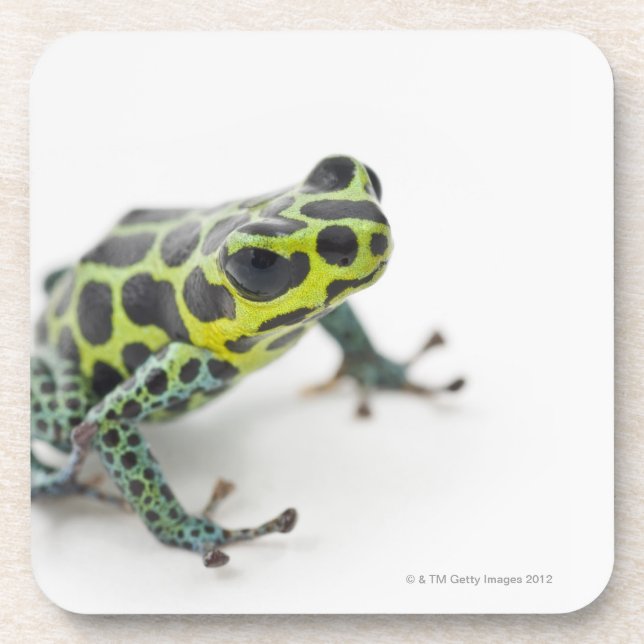 Black Spotted Green Poison Dart Frog (Ranitomeya Coaster (Front)
