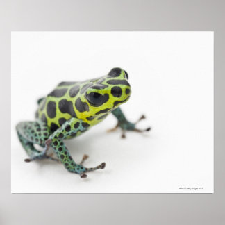 Poison Dart Frog Posters | Zazzle