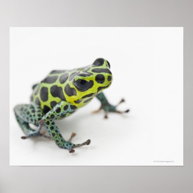 Black Spotted Green Poison Dart Frog (Ranitomeya Poster (Front)