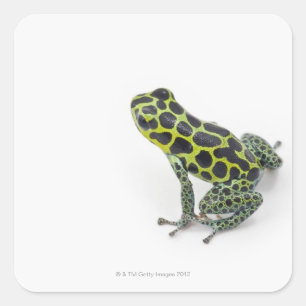 Black Spotted Green Poison Dart Frog Square Sticker