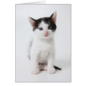 Black Spotted Kitten (Front)