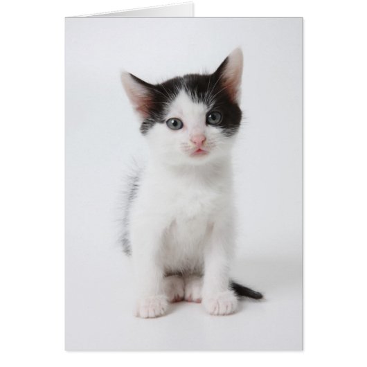 Black Spotted Kitten Cards (Front)