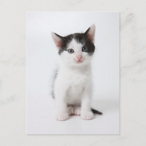 Black Spotted Kitten Postcard