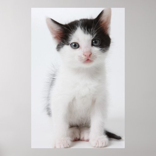 Black Spotted Kitten Poster