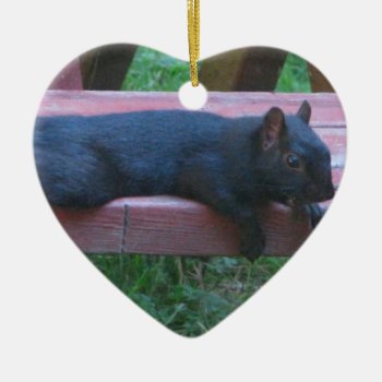 Black Squirrel Ceramic Ornament by northwest_photograph at Zazzle
