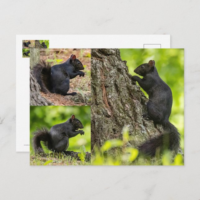 Black Squirrel Collage Postcard (Front/Back)