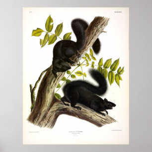 Black Squirrel, Eastern Grey Squirrel by Audubon Poster