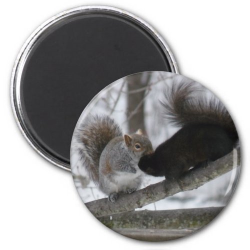 Black Squirrel Magnet