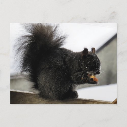 Black Squirrel on Balcony Eating Peanut in Winter Postcard
