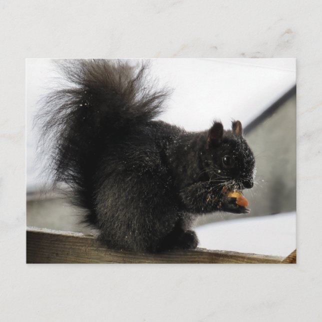 Black Squirrel on Balcony Eating Peanut in Winter Postcard (Front)