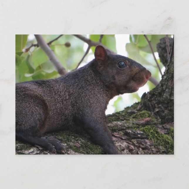 Black Squirrel Postcard (Front)
