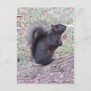 Black Squirrel Postcard