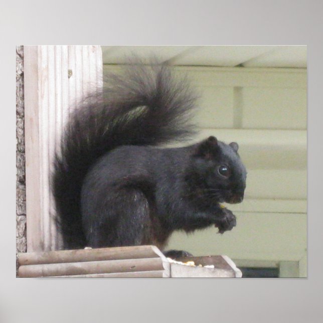 Black Squirrel Poster (Front)