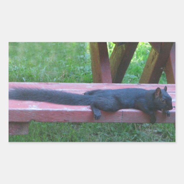 Black Squirrel Rectangular Sticker (Front)