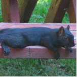 Black Squirrel Statuette<br><div class="desc">A black squirrel in Birch Bay, Washington flattens itself out for a rest on a picnic bench to enjoy a warm summer day.</div>
