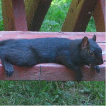 Black Squirrel Statuette by northwest_photograph at Zazzle