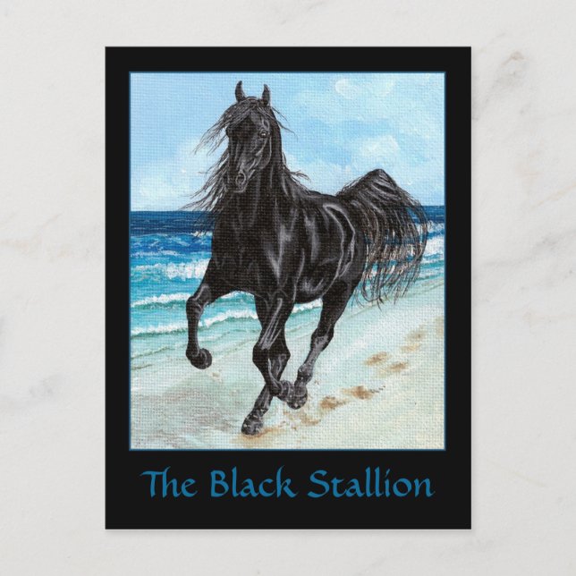 Black Stallion Arabian horse postcard (Front)