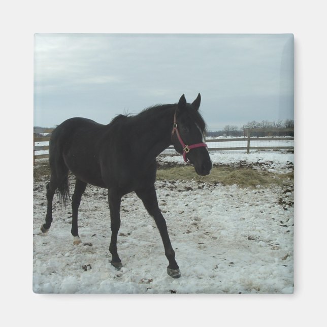 Black Stallion beauty Magnet (Front)