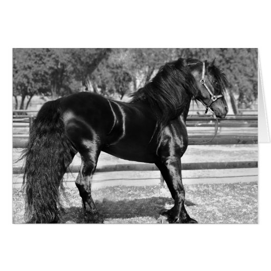 Black stallion horse (Front Horizontal)