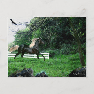 Black Stallion Postcard