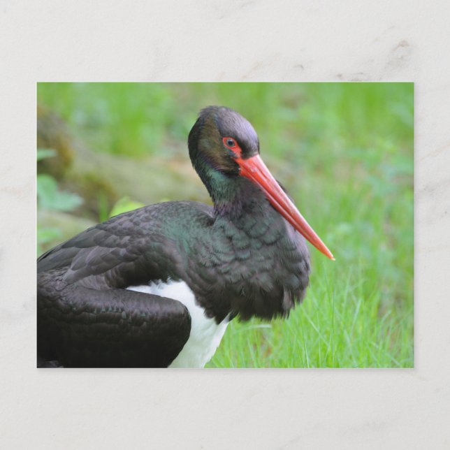 Black stork postcard (Front)