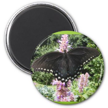 Black Swallowtail 67 ~ Magnet by Andy2302 at Zazzle