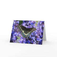 Black Swallowtail 7 x 5 Greeting Card - blank