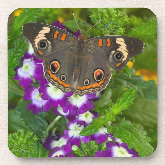 Black Swallowtail Beverage Coaster (Front)