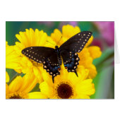 Black Swallowtail butterfly (Front Horizontal)
