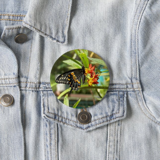 Black Swallowtail Butterfly #2  Button (In Situ)