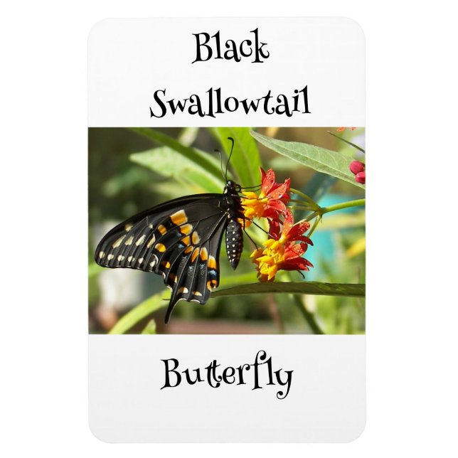 Black Swallowtail Butterfly #2 Magnet (Vertical)