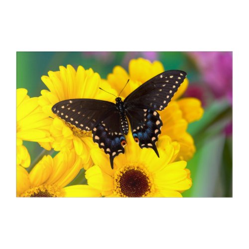 Black Swallowtail butterfly Acrylic Print