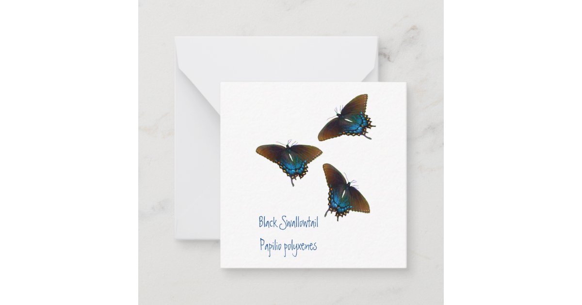 Black Swallowtail butterfly art Note Card | Zazzle