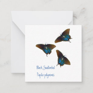 Black Swallowtail butterfly art Note Card